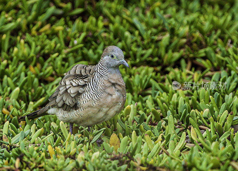 斑马鸽(Geopelia striata)又称斑马鸽，是鸽科的一种鸟类，原产于东南亚。该物种已被引入世界许多地方，野生种群已经建立。Kealia池塘